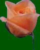 Rose of Fabc.info